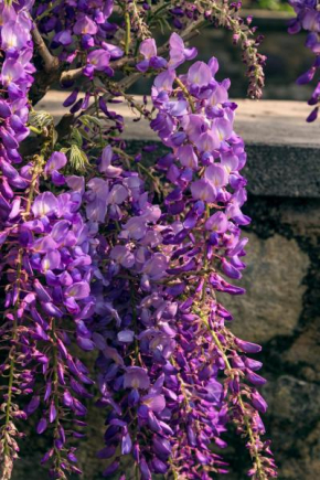 IL GLICINE B&B IN FRANCIACORTA Cazzago San Martino